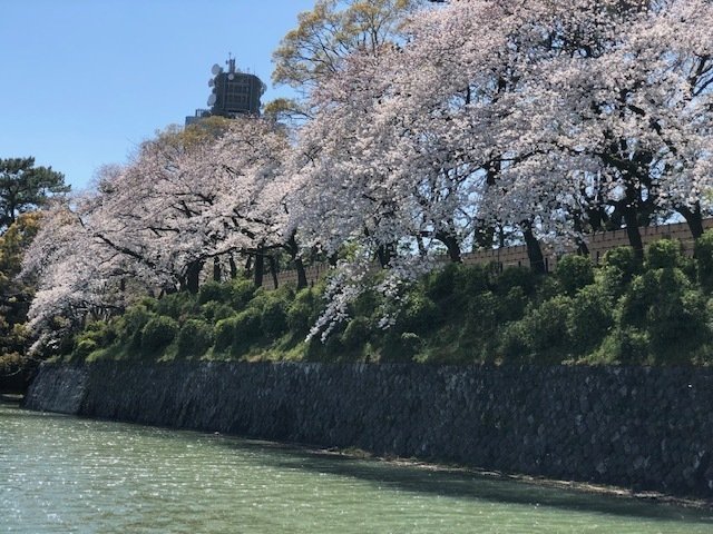 駿府公園桜