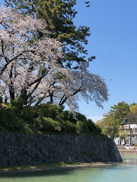 駿府公園桜2