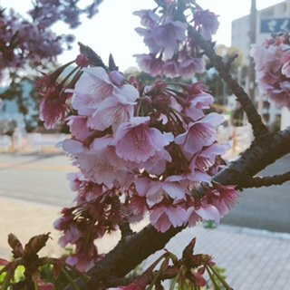 桜熱海
